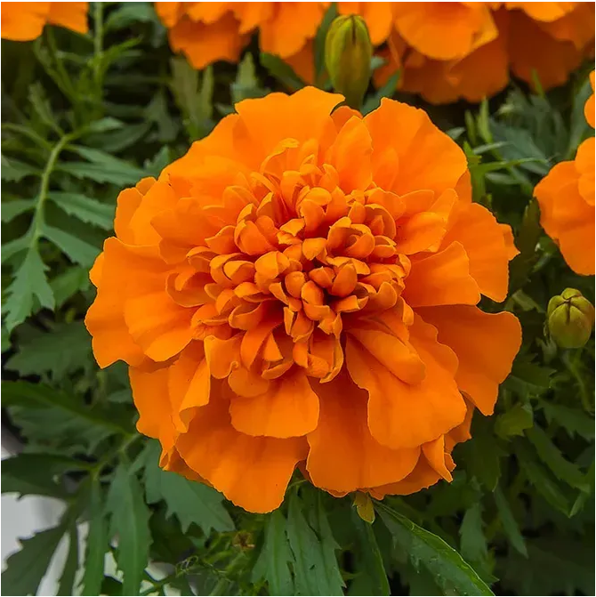 Чіка, оранж 100 шт  (ЛАН)