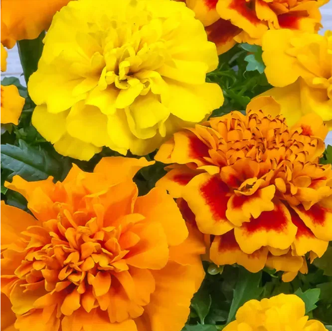 Чіка, суміш 100 шт  (ЛАН)