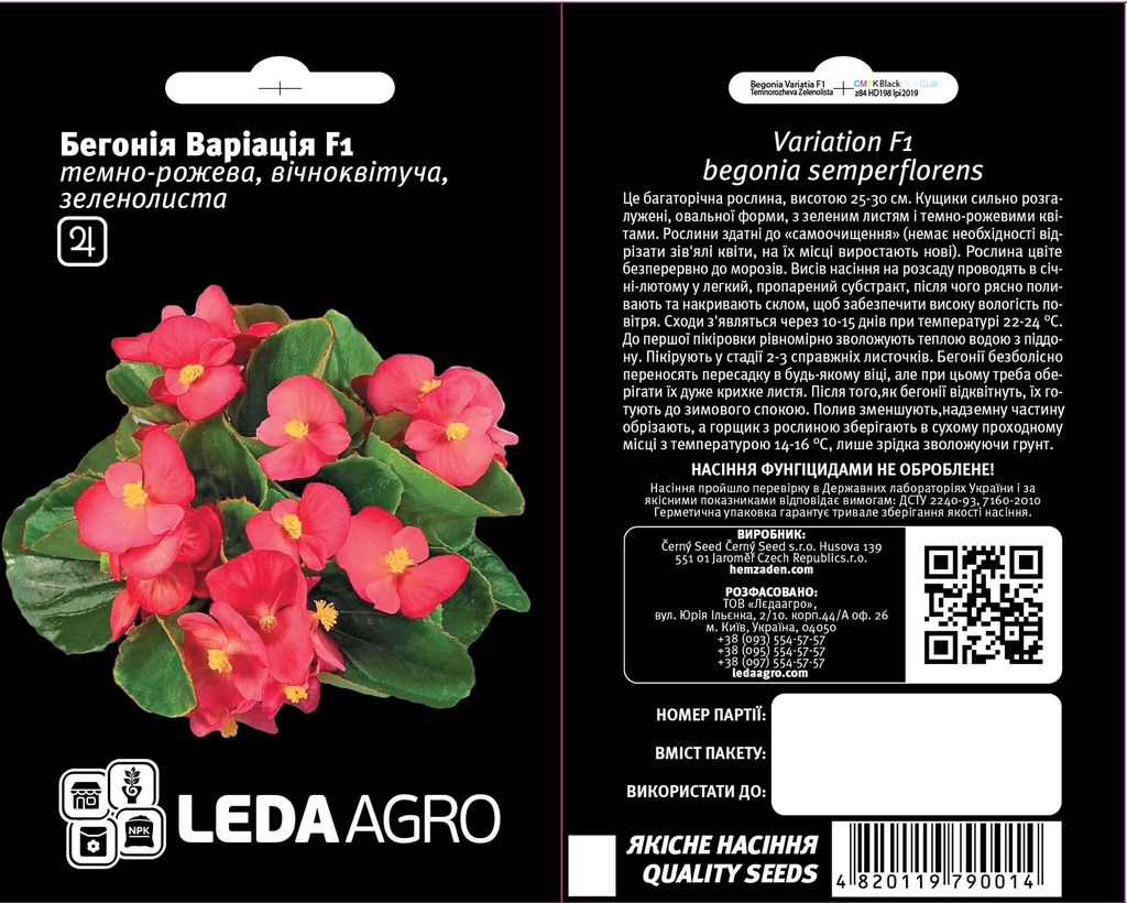 Варіація F1, темно-рожева зеленолиста бегонія 10 шт  (ЛАН)