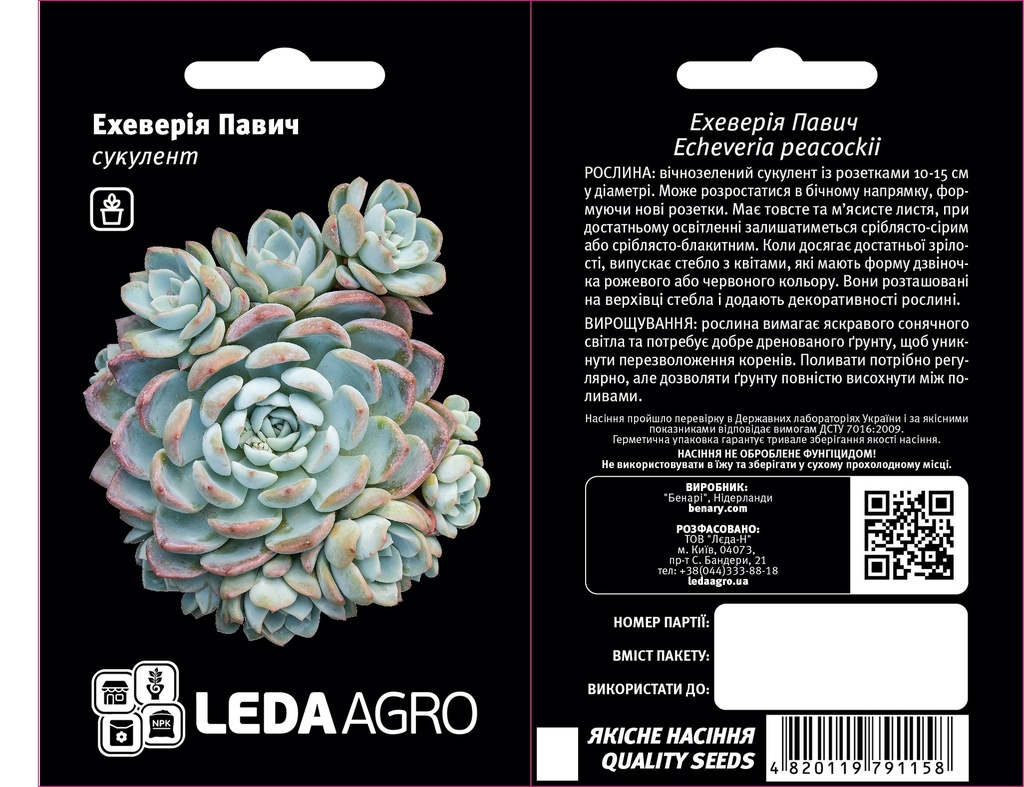 Ехеверія Павич, сукулент, 10 шт (ЛАН)