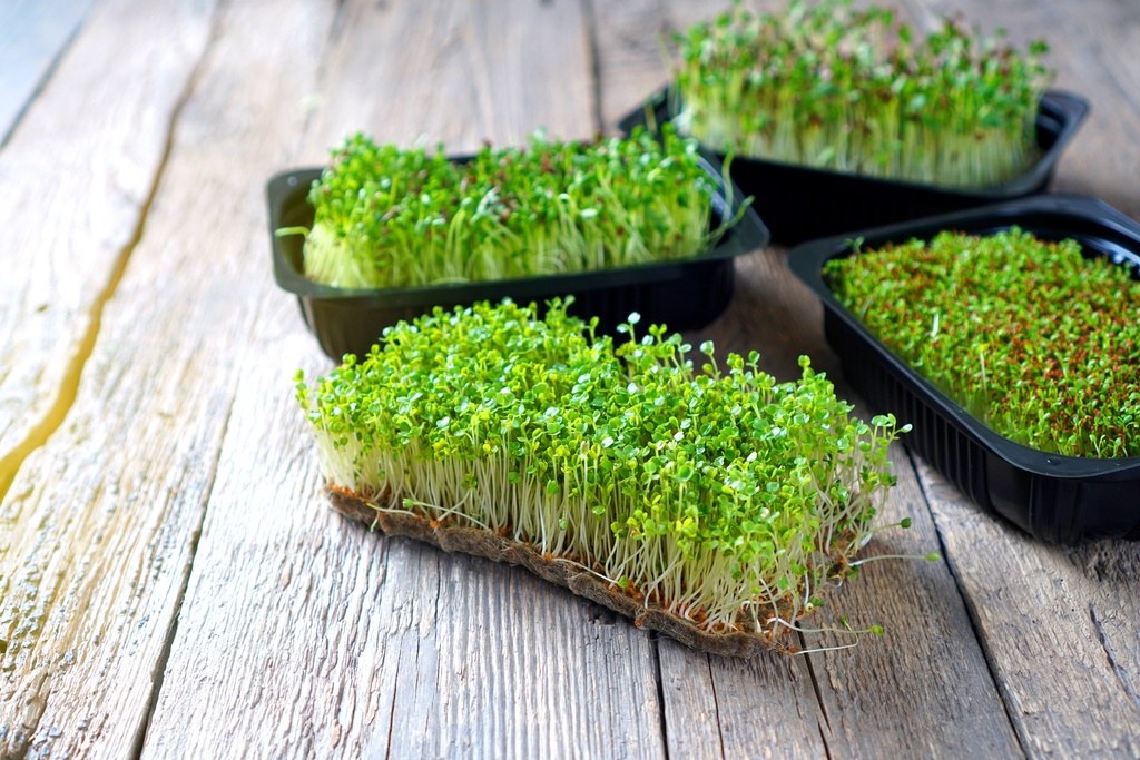 Грін меджик М/З (щавель, люцерна, гірчиця)