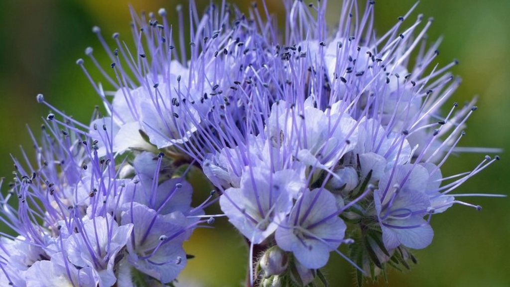 Фацелія, 500 г (ЛАН)