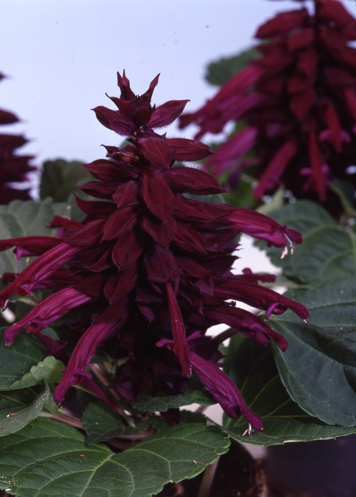 Аморе, пурпурова 50 шт (ЛАН)