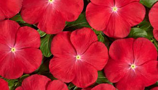 Вулкан F1 Скарлет Ай, 20 шт (ЛАН)