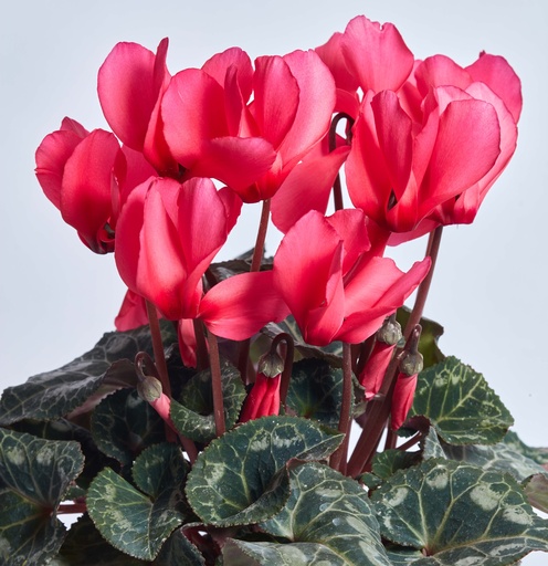 Цикламен Роза фон Целендорф 20 шт (ЛАН)