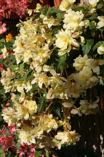 Шансон F1, Ванільно-жовта  50 шт (ЛАН)