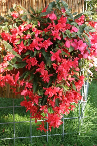 Шансон F1, Рожева  50 шт (ЛАН)