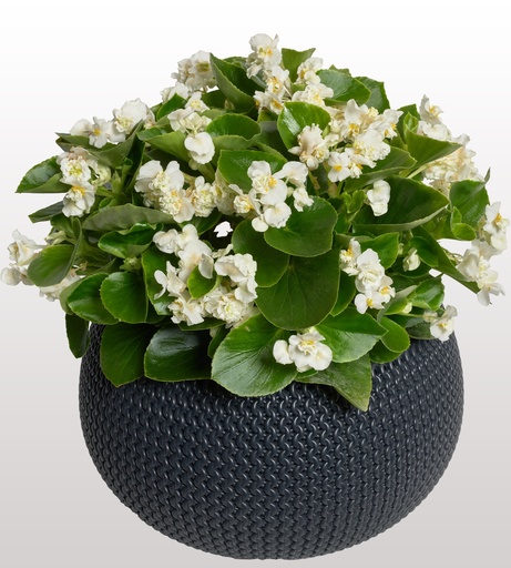 Фея F1, біла 50 шт (ЛАН)