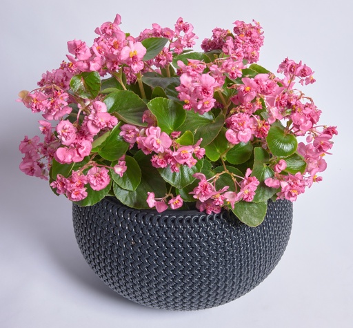 Фея F1, рожева 50 шт (ЛАН)