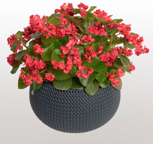 Фея F1, червона 50 шт (ЛАН)