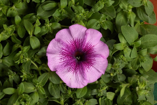 Гало Лайт Парпл F1, 50 шт (ЛАН)