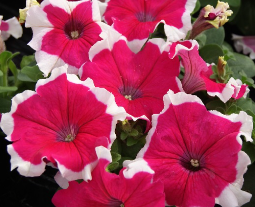 Містрал F1, пікоті рожева, 50 шт (ЛАН)