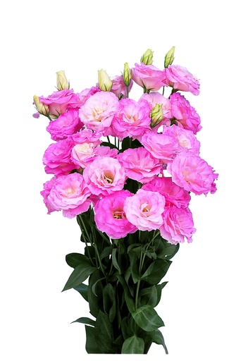 Маріачі F1, пінк 50 шт (ЛАН)