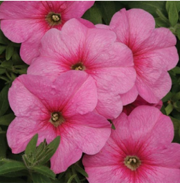 Сімона F1, світло-рожева, 50 шт (ЛАН)