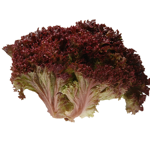 Конкорд, червоний Лолло Россо, 100 шт (ЛАН)