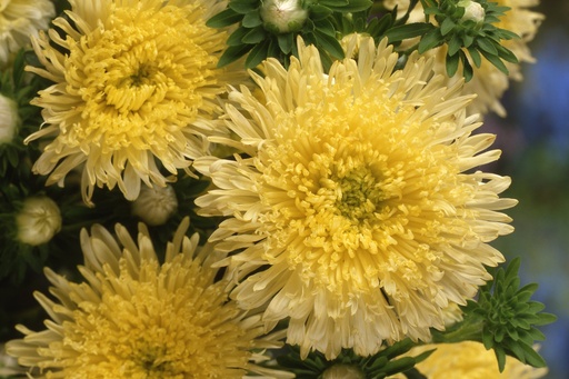 Принцеса, жовта 5 г (ЛАН)