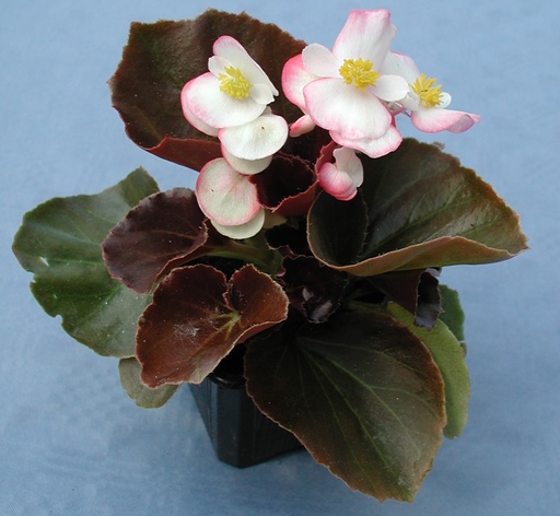 Наход F1, двокольорова 100 шт драже (ЛАН)