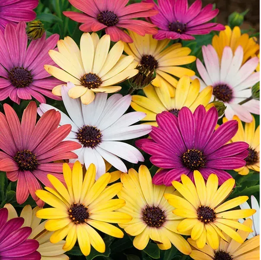 Акіла F1 , сонячна суміш, 15 шт (ЛАН)