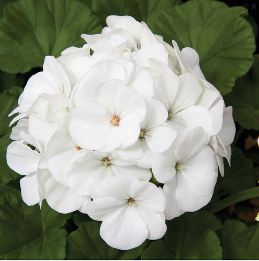 Бланка F1, біла 20 шт  (ЛАН)