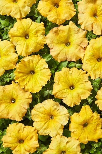 Лавина F1, жовтий каприз, 50 шт (ЛАН)