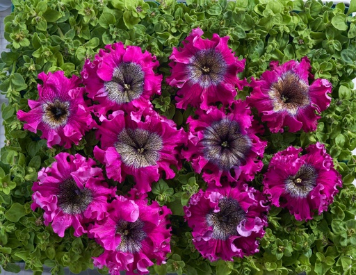 Бордова F1,  50 шт (ЛАН)