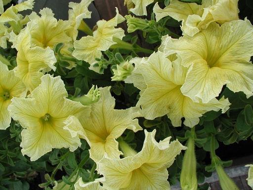 Єлоу F1, жовта,  50 шт (ЛАН)