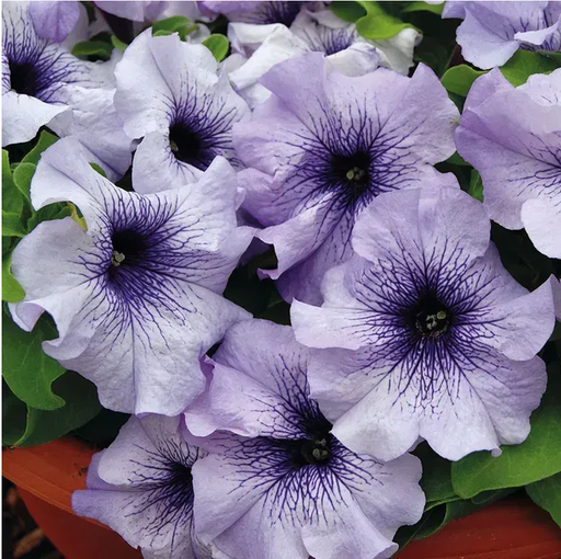 Лімбо F1, голуба з син. прож., 100 шт  (ЛАН)