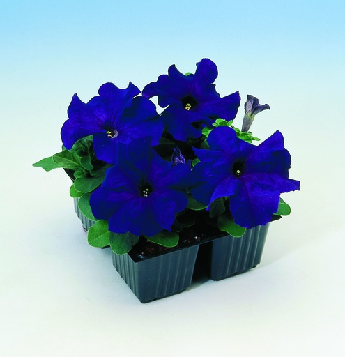 Танго F1, синя, 100 шт (ЛАН)