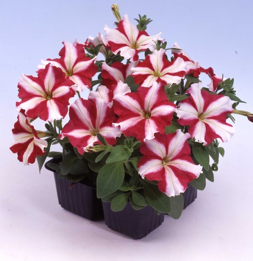 Танго F1, червона зірка, 100 шт (ЛАН)