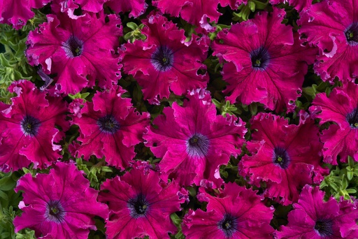 Афродіта Пурпурова F1, 50 шт (ЛАН)