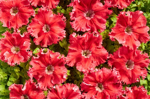 Афродіта Червона F1, 50 шт (ЛАН)