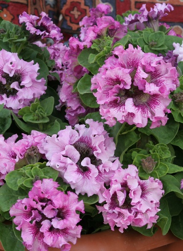 Розеа F1, рожева, 50 шт (ЛАН)