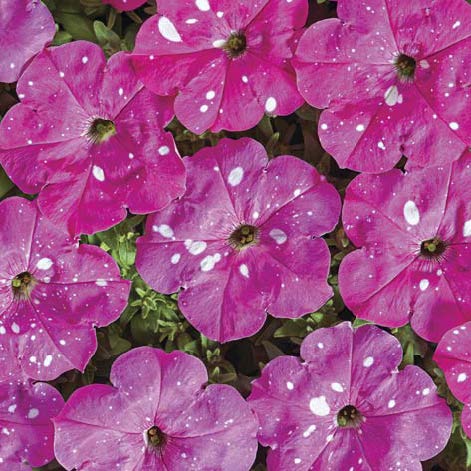 Дот Стар F1 Діп Пінк, насичено-рож. з плямами, 50 шт  драже