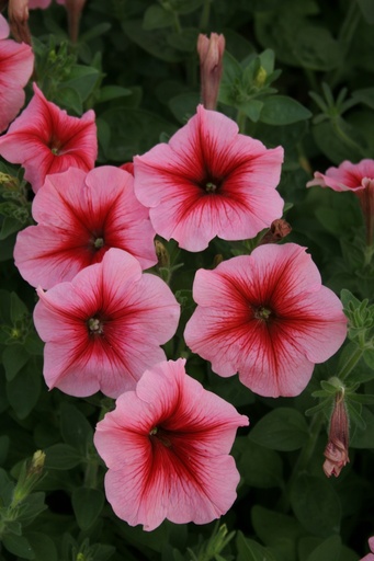 Клаудія F1, лососева з прож.,  50 шт (ЛАН)