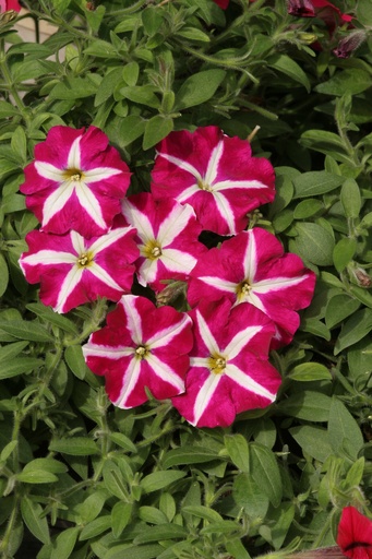 Крістіна F1, пурпурово-біла зірка,  50 шт (ЛАН)