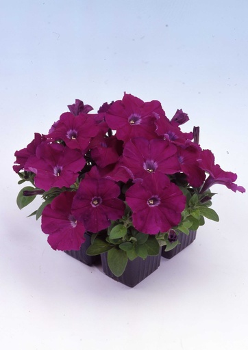 Мамбо F1, насичено-пурпур., 100 шт (ЛАН)