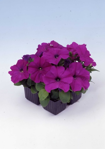 Мамбо F1, фіолетова, 100 шт (ЛАН)