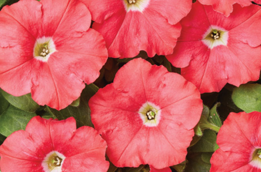 Карлик F1, темно-лососева,  50 шт (ЛАН)