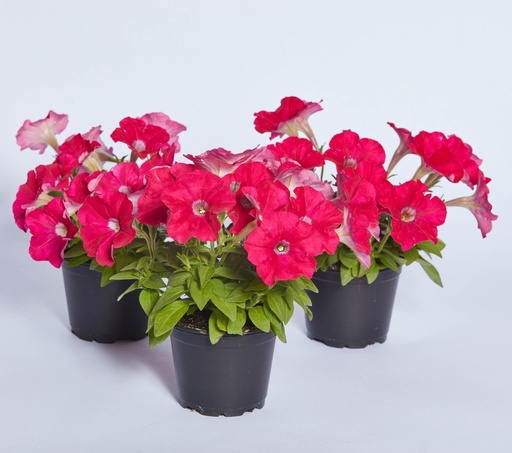 Карлик F1, темно-рожева, 50 шт (ЛАН)