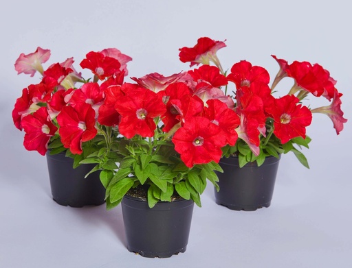 Карлик F1, червона,  50 шт (ЛАН)