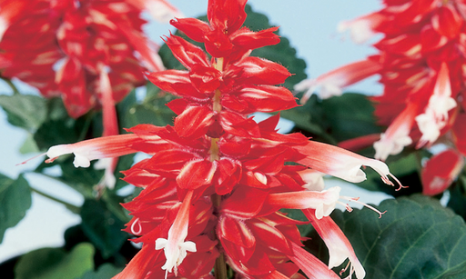 Аморе, скарлет біколор 50 шт (ЛАН)