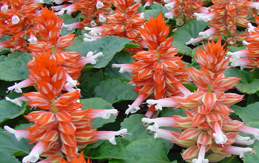 Редді, скарлет-біколор 50 шт (ЛАН)