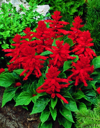 Фарао, сальвія блискуча, червона 1 г (ЛАН)