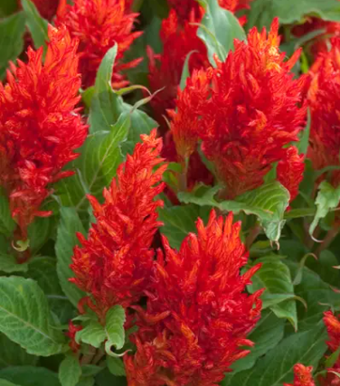 Аррабона Ред, целозія плюмоза 50 шт (ЛАН)