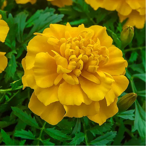 Чіка, голд 100 шт  (ЛАН)