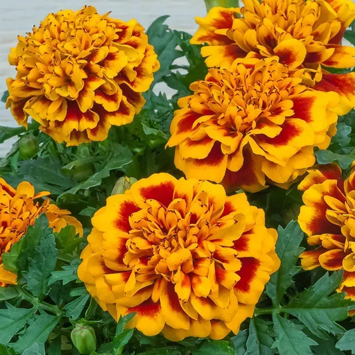 Чіка, флейм 100 шт  (ЛАН)