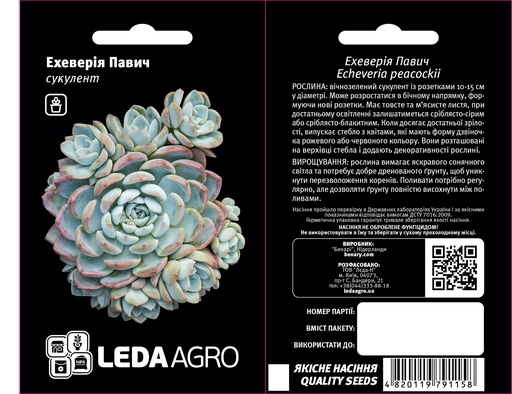 Ехеверія Павич, сукулент, 10 шт (ЛАН)