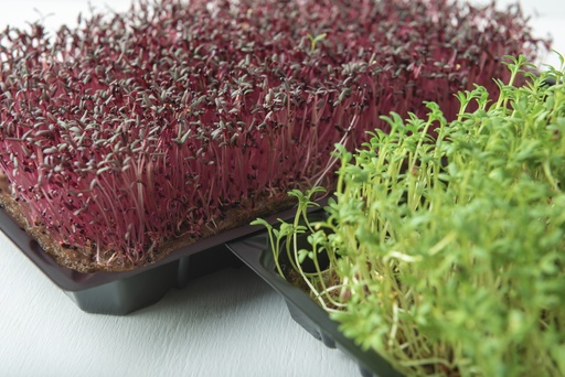 Вишневий крем М/З (буряк, редиска, базилік)