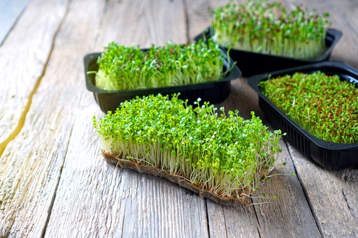 Грін меджик М/З (щавель, люцерна, гірчиця)