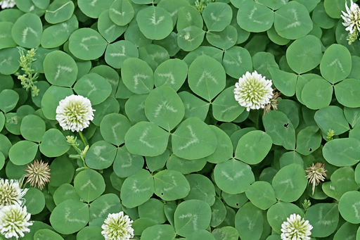 Конюшина Ліфлекс, біла, 100 г (ЛАН)